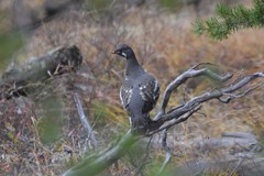 Canachites canadensis canace