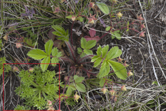 Chrysanthemum coreanum