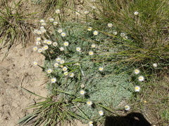 Helichrysum argentissimum