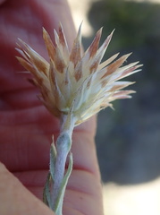 Helichrysum argentissimum