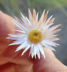 Helichrysum argentissimum