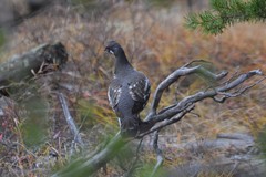 Canachites canadensis canace