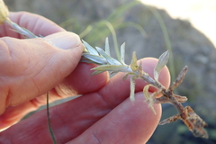 Helichrysum argentissimum