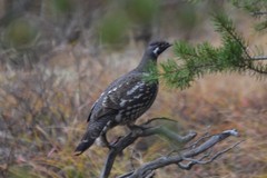 Canachites canadensis canace