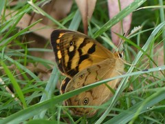 Heteronympha paradelpha