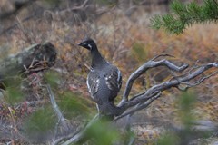 Canachites canadensis canace
