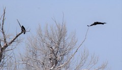 Aquila chrysaetos kamtschatica