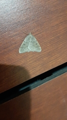 Theria rupicapraria