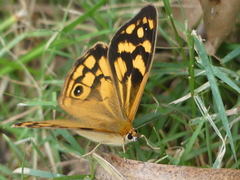 Heteronympha paradelpha