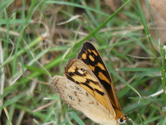 Heteronympha paradelpha