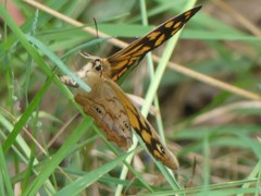 Heteronympha paradelpha