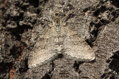 Trichopteryx carpinata