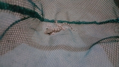 Tarentola mauritanica