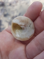 Bellastraea squamifera