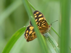 Heteronympha paradelpha