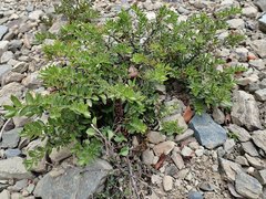 Veronica vernicosa