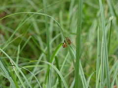 Heteronympha paradelpha