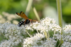 Parabatozonus lacerticida