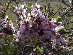 Prunus pedunculata