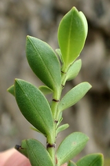 Veronica vernicosa