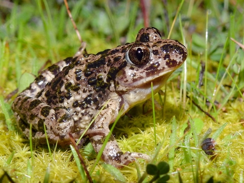 Lusitanian Parsley Frog