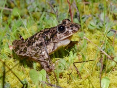 Pelodytes atlanticus