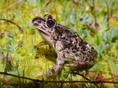 Pelodytes atlanticus