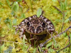 Pelodytes atlanticus