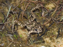 Pelodytes atlanticus