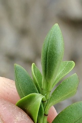 Veronica vernicosa