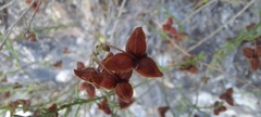 Fumana ericifolia