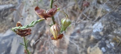 Fumana ericifolia