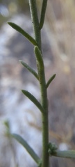 Fumana ericifolia