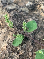 Psilotrichum scleranthum