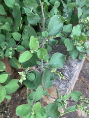 Psilotrichum scleranthum