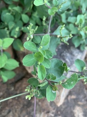 Psilotrichum scleranthum