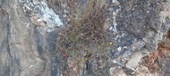 Fumana ericifolia