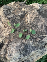 Psilotrichum scleranthum