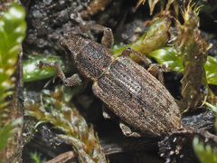 Sitona humeralis