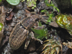 Sitona humeralis
