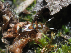 Encyrtinae