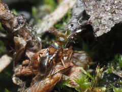 Encyrtinae