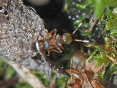 Encyrtinae