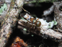 Encyrtinae
