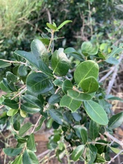 Reissantia parviflora