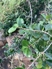 Reissantia parviflora
