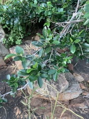 Reissantia parviflora