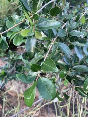 Reissantia parviflora