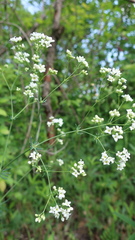 Galium glaucum