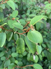 Croton pseudopulchellus